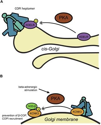 Directing Traffic: Regulation of COPI Transport by Post-translational Modifications